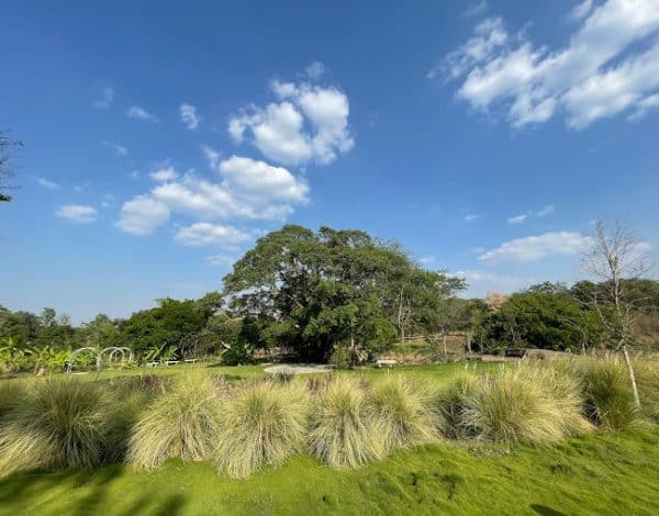 Luscious Lawns Listing Category The Fig & Lily fig